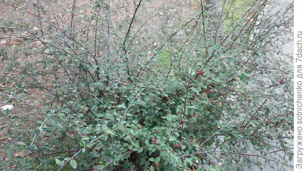 Общий вид растения. Высота около 1 метра. Сегодняшнее фото.