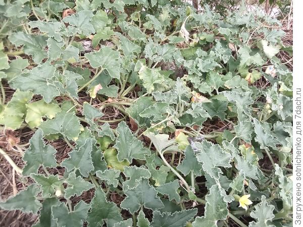 Фото сделала 24.09.21 недалеко от дома. Проходя частенько мимо него в магазин,так и не дождалась феерверков.