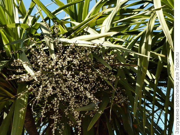 Кордилина ю́жная .Фото с плантариума.