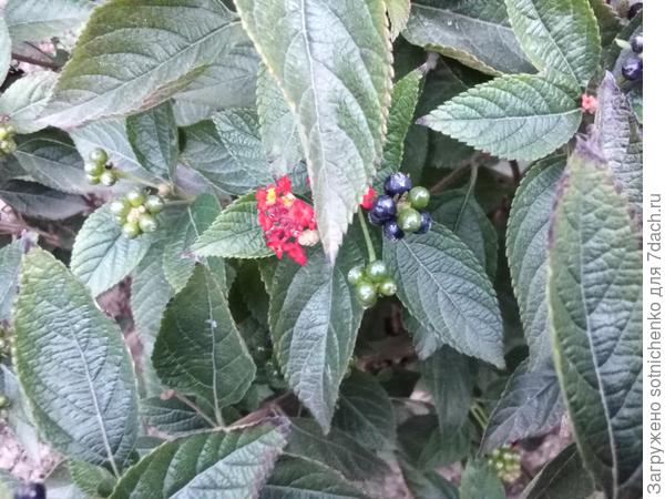 Лантана у нас  в ОГ в конце ноября.