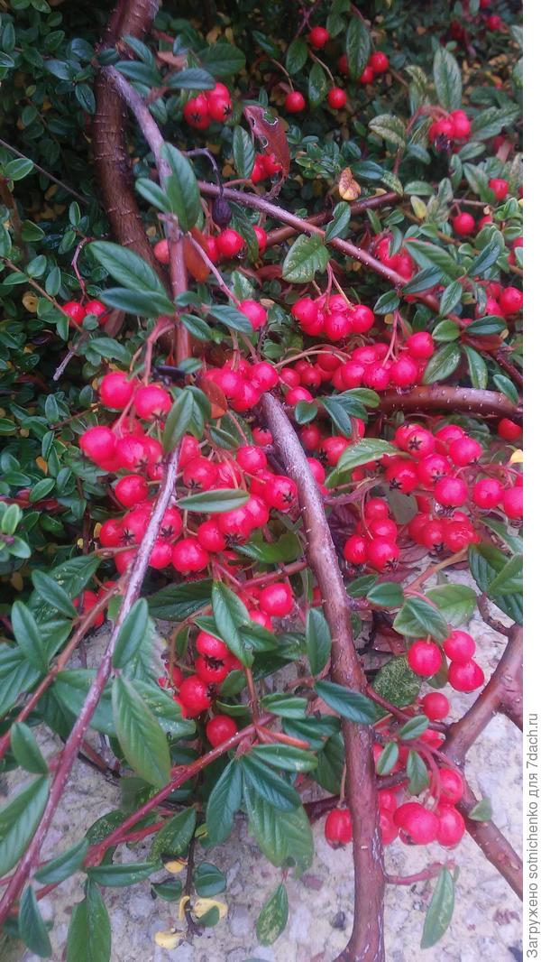 Ягоды не больше 0,8 см, листья в районе 3 см.