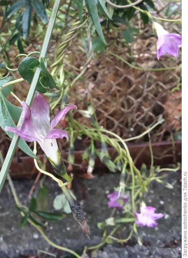 Цветы не крупные 4-5 см. Если собрать семена, сохранится ли у новых растений такой разрез цветов?