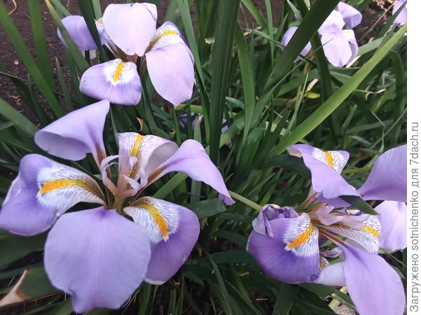 Ирис ноготковый,середина декабря.