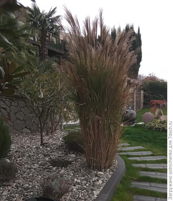 Фото сделала в ноябре. Мискантус китайский обрезали сейчас
