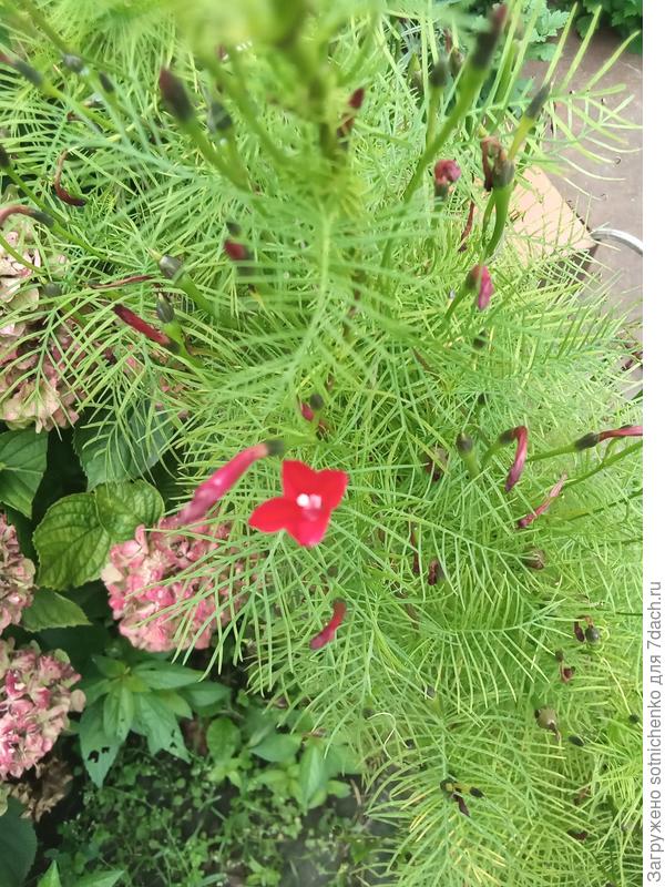 Ипомея квамоклит. Фото сделала в конце сентябряя.