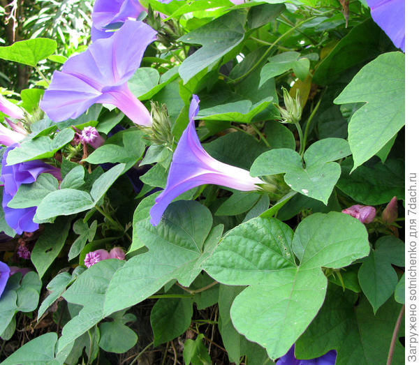 Ипомея индийская. Фото с плантариума.