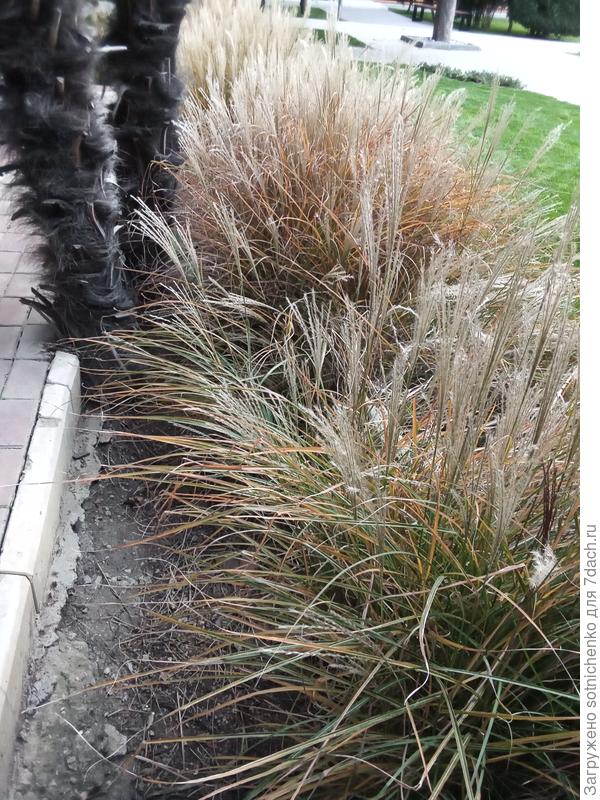 А вот так сейчас выглядит низкорослый мискантус.