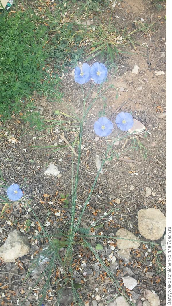 Лен возможно австрийский. Фото  середина мая.