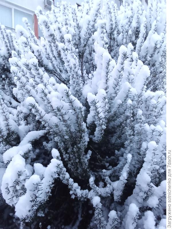 Розмарин лекарственный великолепен даже в заснеженном виде!