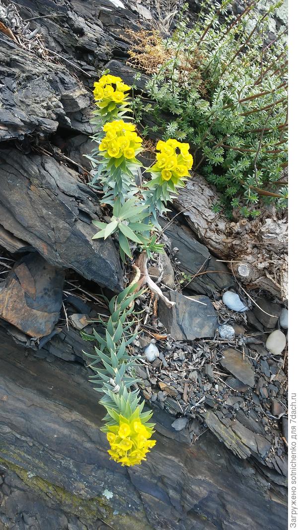 Нашла свое фото от 30.03.2021. Молочай жесткий?