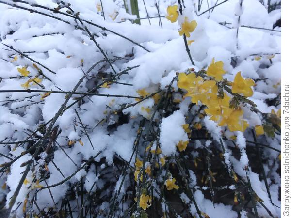 Жасмин голоцветковый не сдает свои позиции, продолжая цвести на морозе.