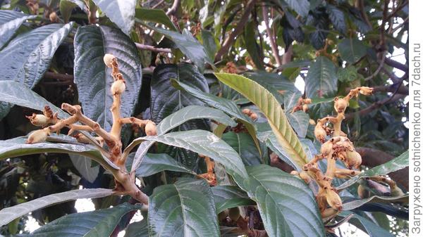 Вот так выглядят плоды локвы в феврале.