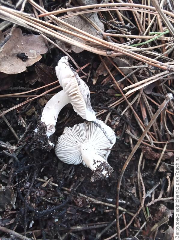 Сегодня в парке насобирала небольшой пакетик.Буду жарить с картошкой.