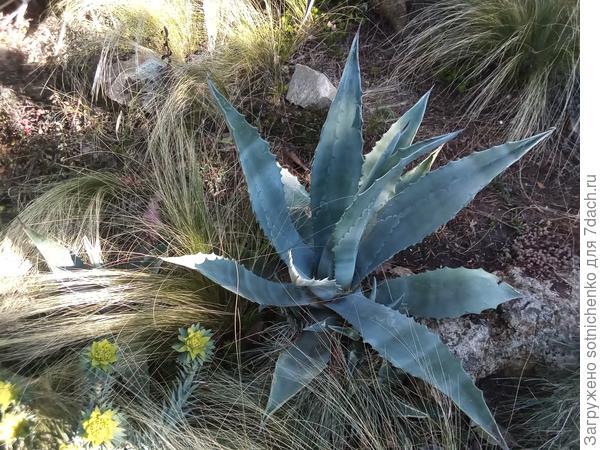 Овсяница насеялась повсеместно,сильно вытягивается и выглядит как- то неряшливо.