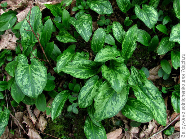 Фото плантариум.