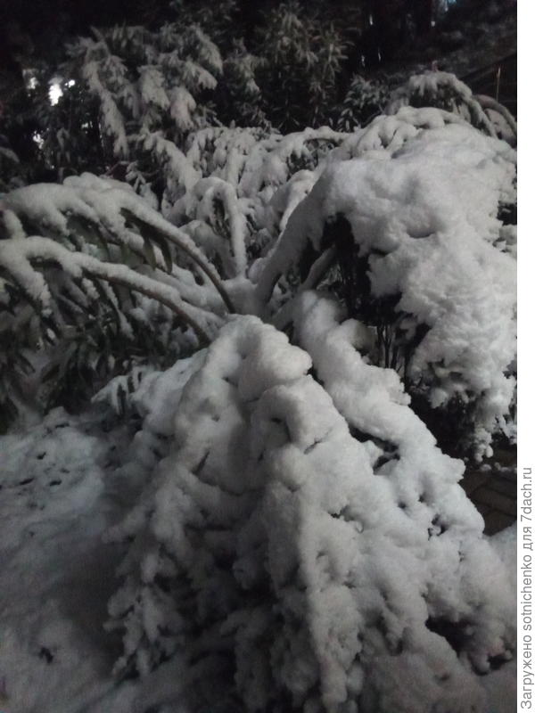 Олеандр обыкновенный согнулся до земли.