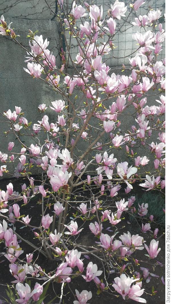 Магнолия Сьюзан цветение в середине апреля прошлого года.Растению не менее 6 лет,высота около 2,5 м.
