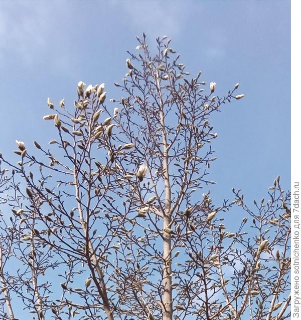 Еще немного и магнолия Суланже покроется своими чудесными цветами.