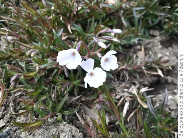 Флокс шиловидный сразу отреагировал на первые +15С.