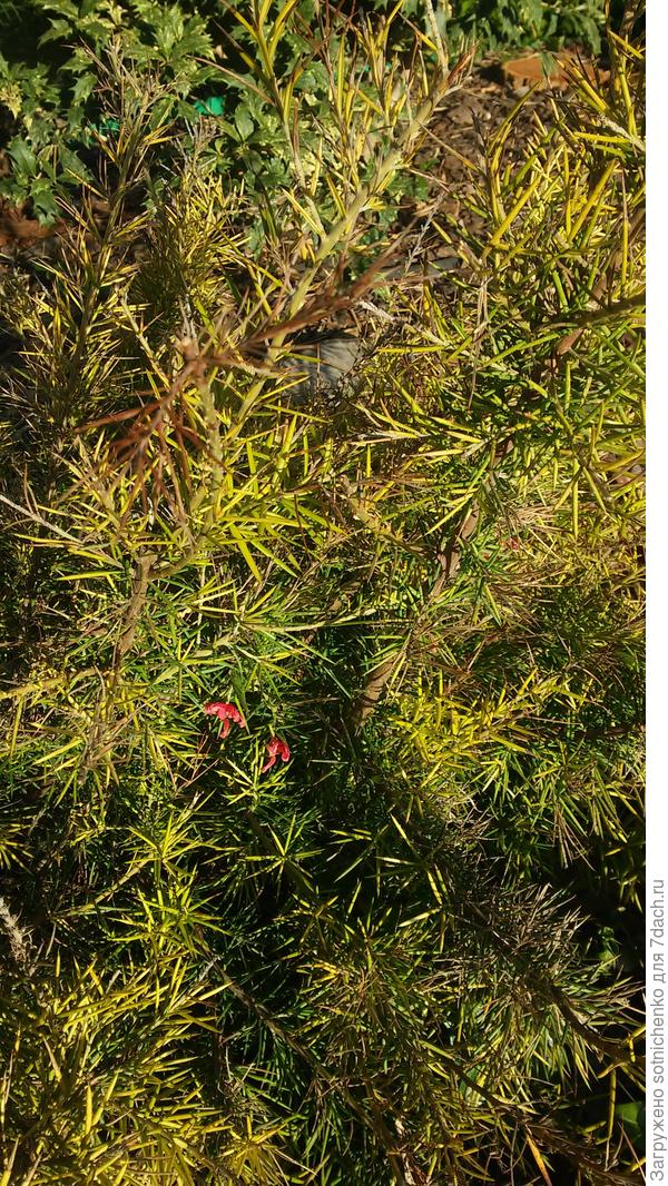 Для меня все еще диковинная и редко у нас встречаемая гревиллея. Фото сделано в середине мая прошлого года.