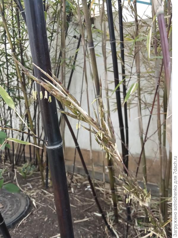 Феноменальное цветение бамбука черного(phyllostachys nigra ),не зря я за ним ухаживала.