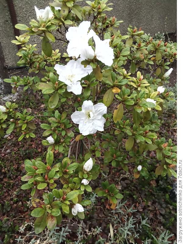 Цветение азалии японской.