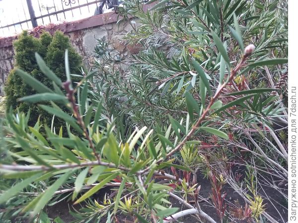 У нас цветочные почки в виде округлых &quot;шишичек&quot;.