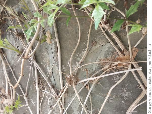 Вот так выглядят воздушные корни кампсиса. Сегодняшнее фото.