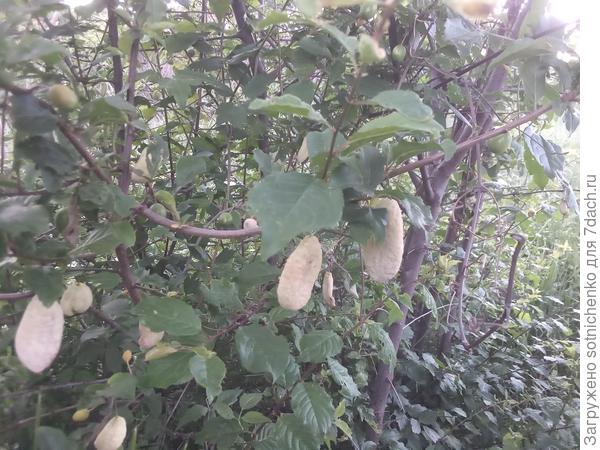 На днях сфотографировала на улицах Гурзуфа вот такие плоды"типа сушенная курага" на деревьях дикорастущей алычи. Наряду с нормально развивающимися плодами наблюдаются и такие деформированные. Можно ли с этим как-то бороться?