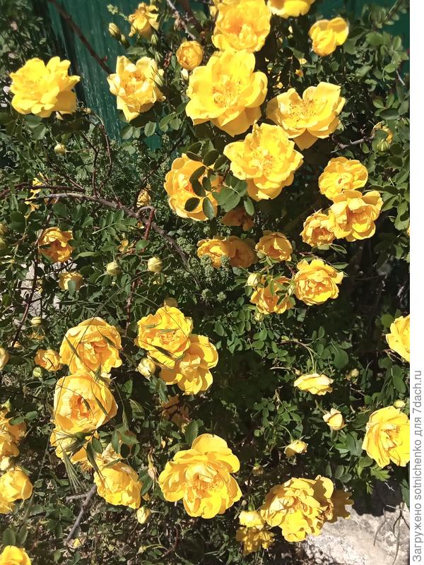 Вчерашнее фото.