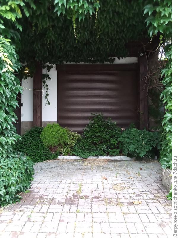 Справа налево:пион древовидный,гортензия крупнолистная, лавр благородный, тис ягодный, османтус сорт &quot;Гошики&quot;, плосковеточник, тия ягодный (нана глобоза). Я понимаю, что почти ничего не подходит из нужного списка, но я за наглядный пример. Ещё можно питтоспорумы и скиммию посмотреть.