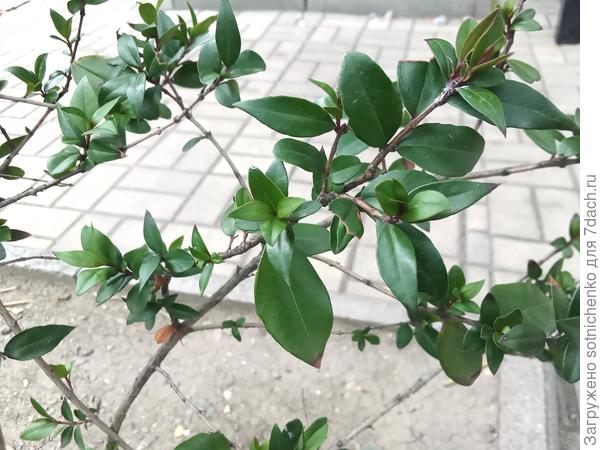 Вот сегодняшнее фота мирта обыкновенного.