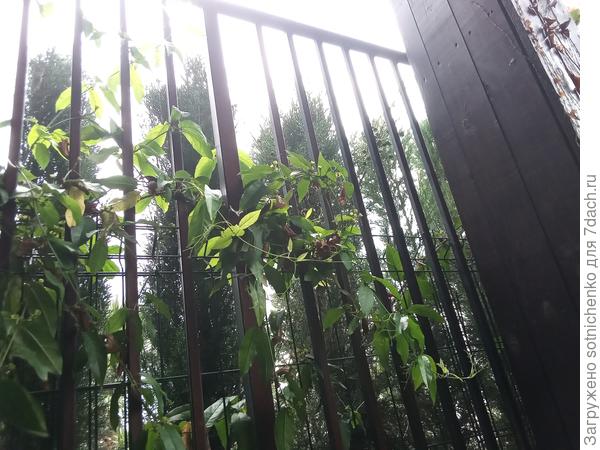 Начало лета.