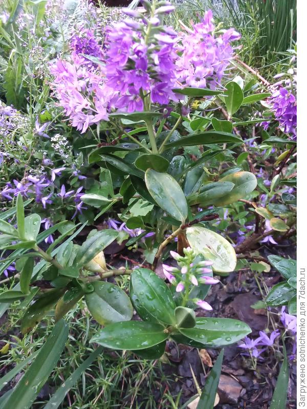 Может неперь уже можно и до вида определить. Фото сделала в начале июня этого года.