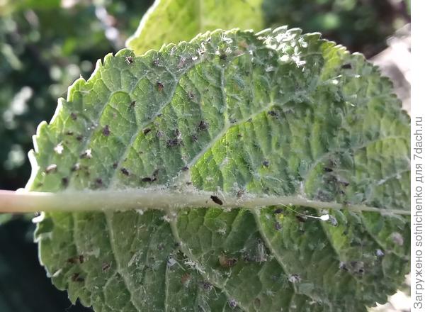 Ещё и тля одолела. Обработала Актарой.