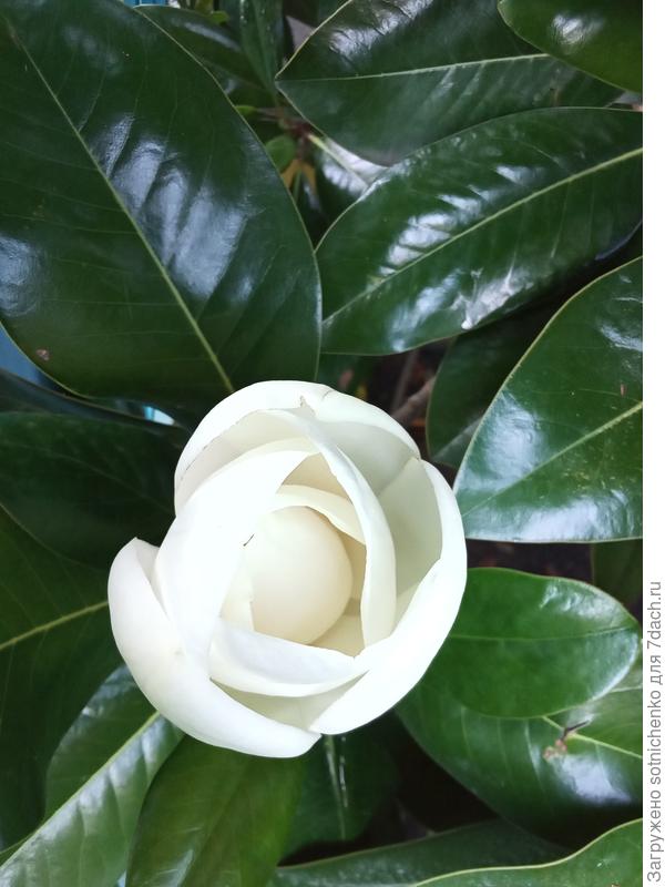 Цветок магнолии 30.06.2022.