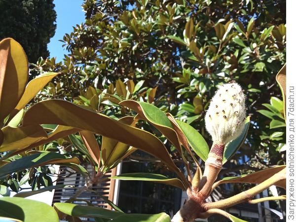 Так выглядят сейчас плоды магнолии.