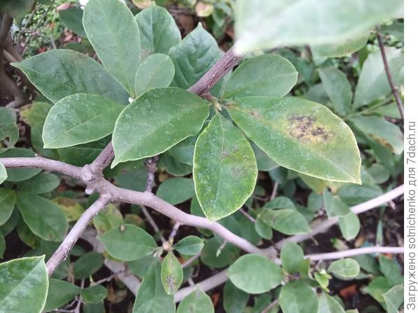 Так выглядели заболевшие листья магнолии до обработки.