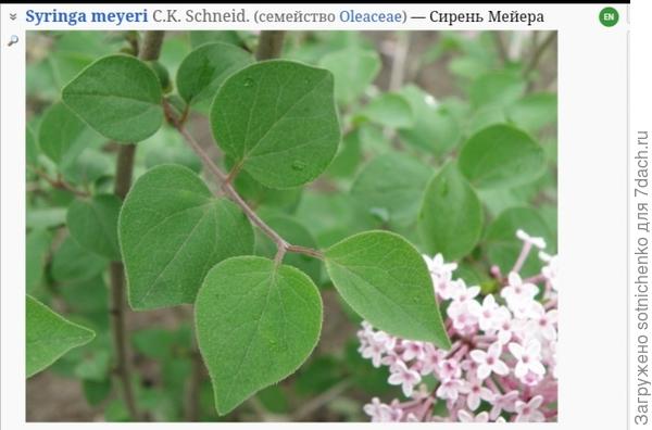 Фото с плантариума.