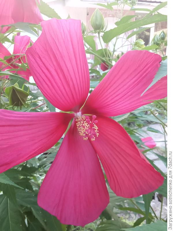 Крепкого здоровья!