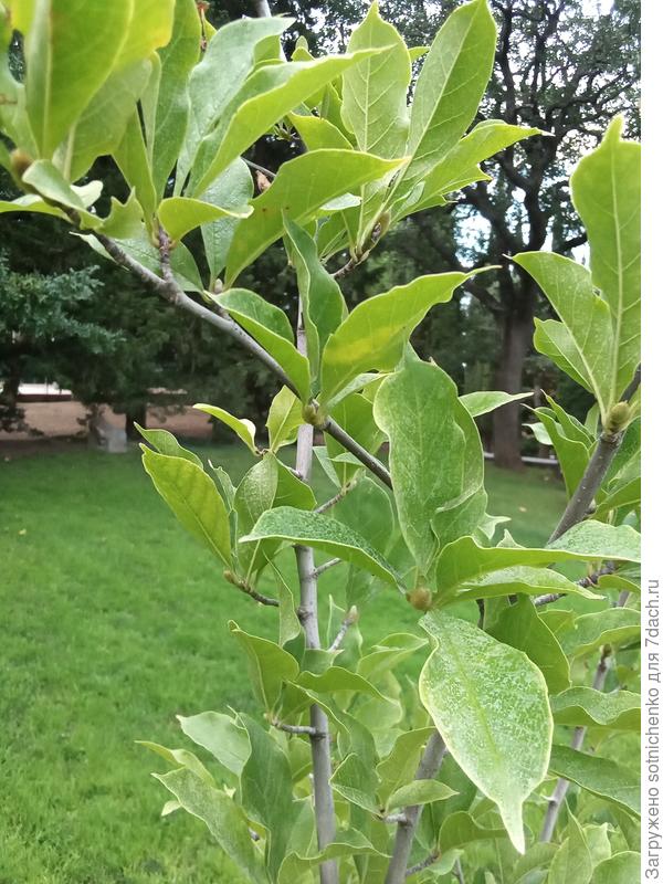 Сегодня после дождя. А почек цветочных у нашей магнолии меньше. Высажена в ог в прошлом году. Все же для юга рекомендованы либо весенние либо осенние посадки. Летом крайне редко пересаживаем растения.