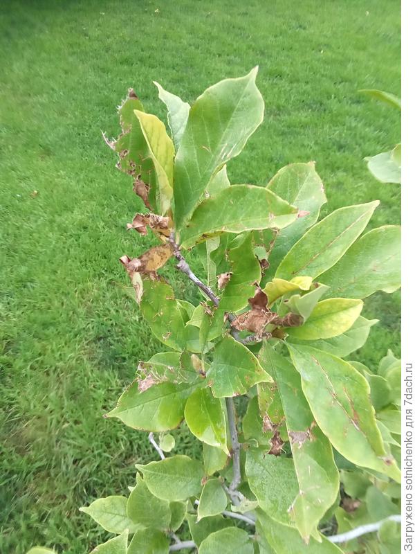 Магнолия Суланжа либо вредители либо механические повреждения листьев, тоже хлорозит. Сегодняшнее фото.