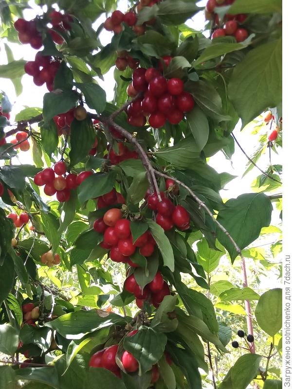 Дерен мужской (кизил), урожай этого года. .