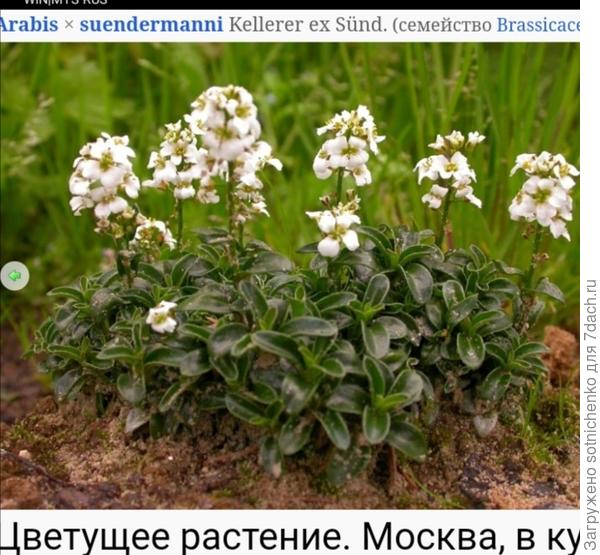 Фото с плантариума.