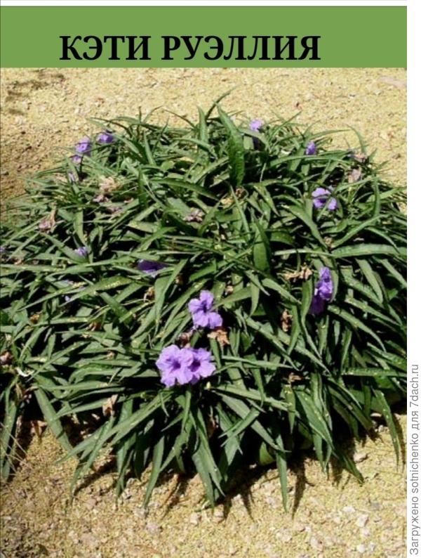 Фото цветущей руэллии из интернета.