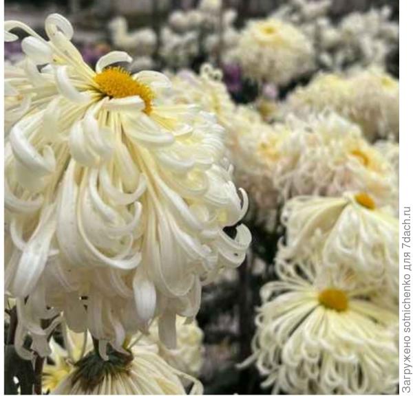 Остальные фото, к сожалению без указания сортов, чтобы глазки порадовать.