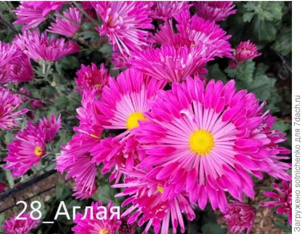 &quot;Аглая&quot; второе место среди принцесс этого года, автор сорта З. П. Андрюшенкова.