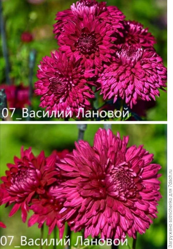 Королева 2022 сорт &quot;Василий Лановой&quot; селекционер Н. В. Смыкова.