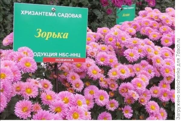 На выставке хризантем.