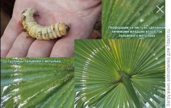 Так как гусеницы проводят большую часть жизни внутри ствола, очень тяжело с ними бороться.